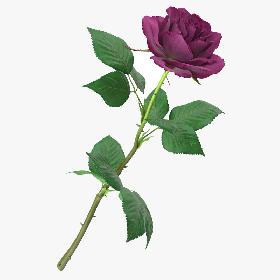 Purple Rose